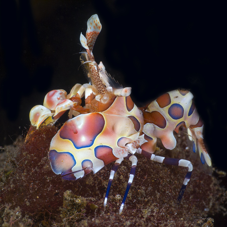 marine animal from Indonesia